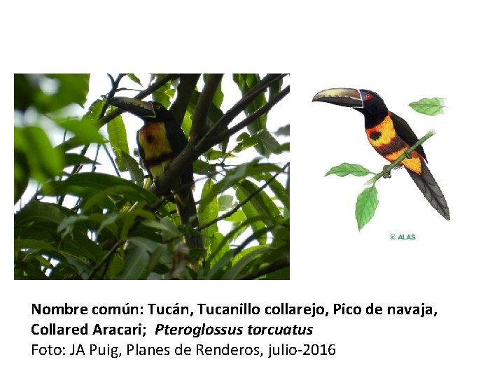 Nombre común: Tucán, Tucanillo collarejo, Pico de navaja, Collared Aracari; Pteroglossus torcuatus Foto: JA