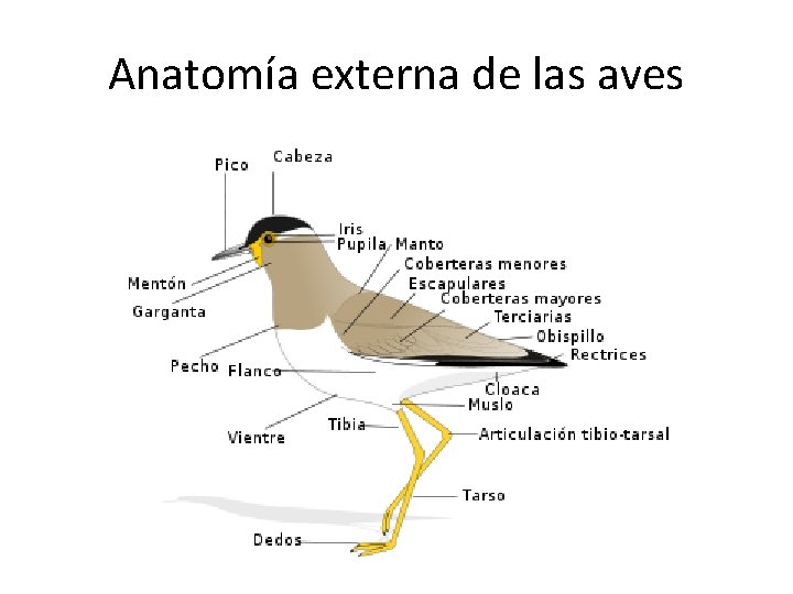 Anatomía externa de las aves 