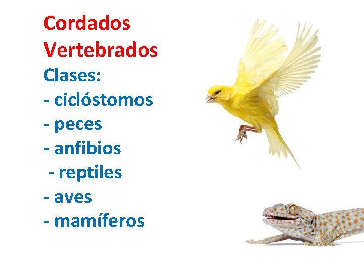 Cordados Vertebrados Clases: - ciclóstomos - peces - anfibios - reptiles - aves -