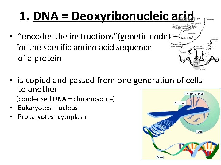 1. DNA = Deoxyribonucleic acid • “encodes the instructions”(genetic code) for the specific amino