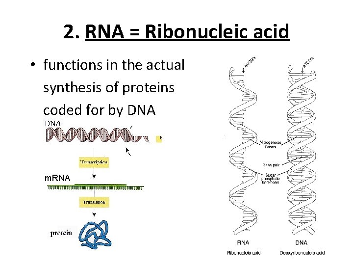 2. RNA = Ribonucleic acid • functions in the actual synthesis of proteins coded