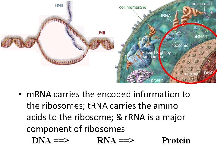  • m. RNA carries the encoded information to the ribosomes; t. RNA carries