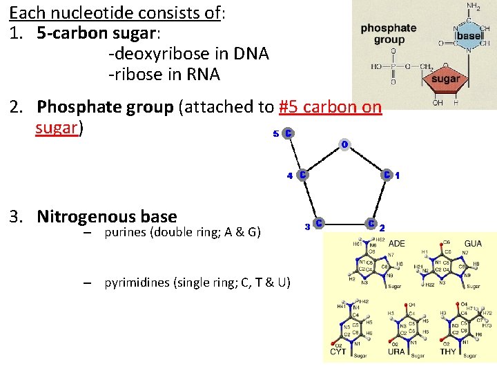 Each nucleotide consists of: 1. 5 -carbon sugar: -deoxyribose in DNA -ribose in RNA
