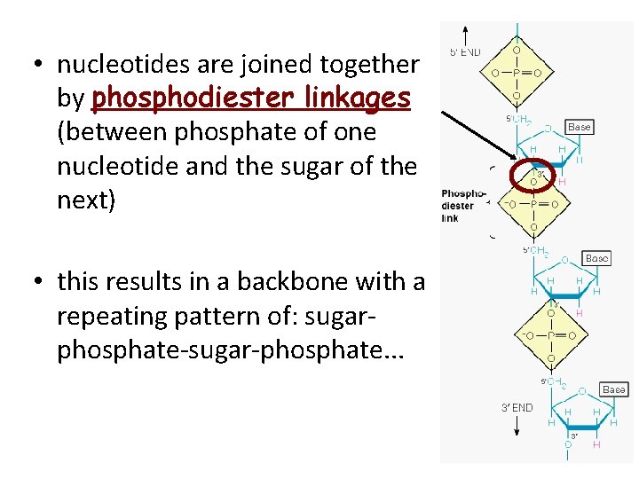  • nucleotides are joined together by phosphodiester linkages (between phosphate of one nucleotide