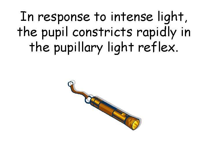 In response to intense light, the pupil constricts rapidly in the pupillary light reflex.