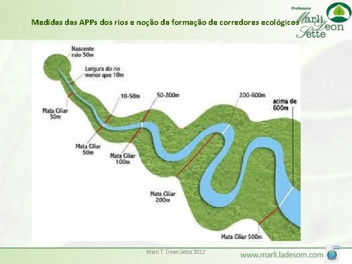 Medidas APPs dos rios e noção da formação de corredores ecológicos Marli T. Deon