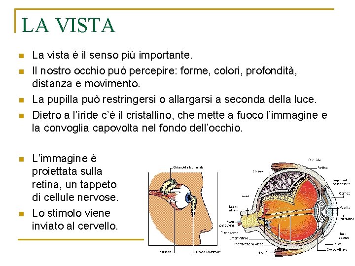 LA VISTA n n n La vista è il senso più importante. Il nostro LA VISTA n n n La vista è il senso più importante. Il nostro