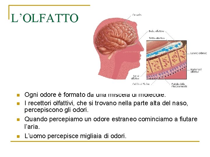 L’OLFATTO n n Ogni odore è formato da una miscela di molecole. I recettori L’OLFATTO n n Ogni odore è formato da una miscela di molecole. I recettori