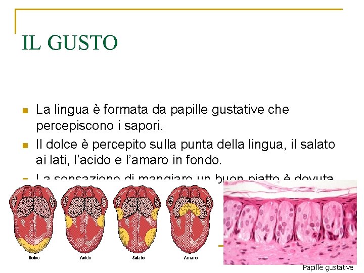 IL GUSTO n n n La lingua è formata da papille gustative che percepiscono IL GUSTO n n n La lingua è formata da papille gustative che percepiscono