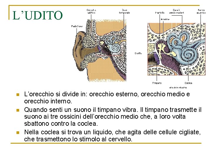 L’UDITO n n n L’orecchio si divide in: orecchio esterno, orecchio medio e orecchio L’UDITO n n n L’orecchio si divide in: orecchio esterno, orecchio medio e orecchio