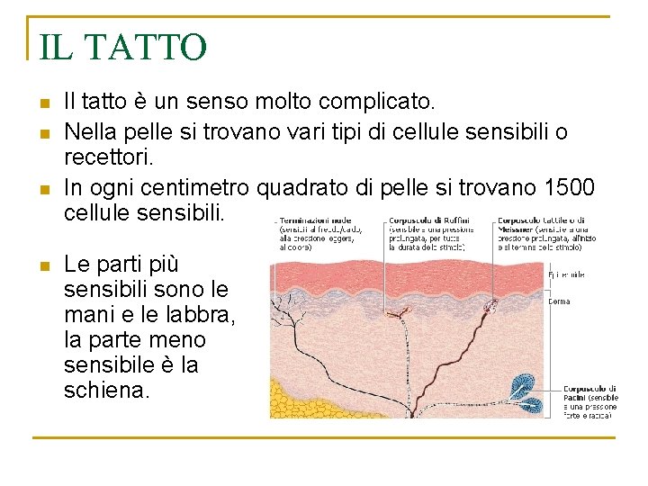 IL TATTO n n Il tatto è un senso molto complicato. Nella pelle si IL TATTO n n Il tatto è un senso molto complicato. Nella pelle si