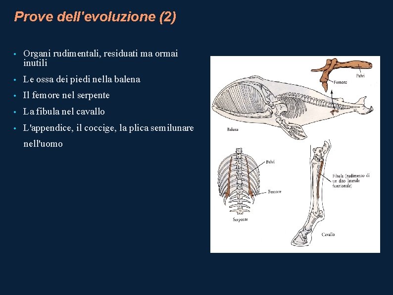 Prove dell'evoluzione (2) • Organi rudimentali, residuati ma ormai inutili • Le ossa dei