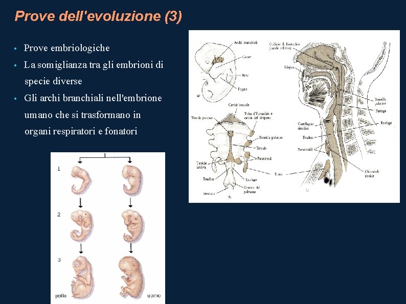 Prove dell'evoluzione (3) • Prove embriologiche • La somiglianza tra gli embrioni di specie