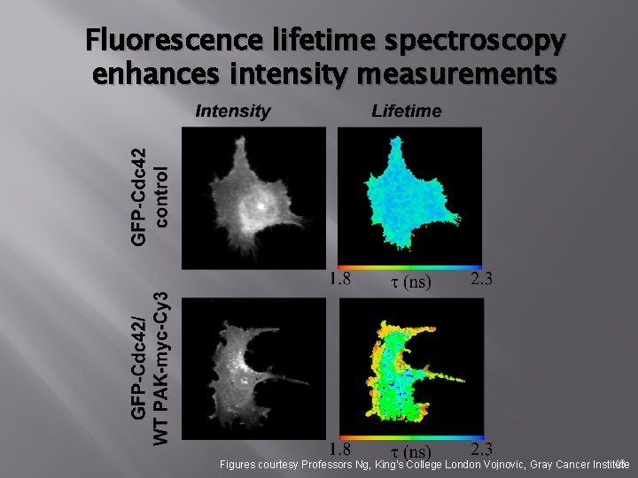 Fluorescence lifetime spectroscopy enhances intensity measurements 49 Figures courtesy Professors Ng, King's College London