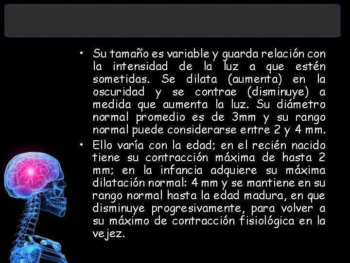  • Su tamaño es variable y guarda relación con la intensidad de la