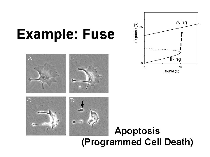 response (R) Example: Fuse dying living signal (S) Apoptosis (Programmed Cell Death) 