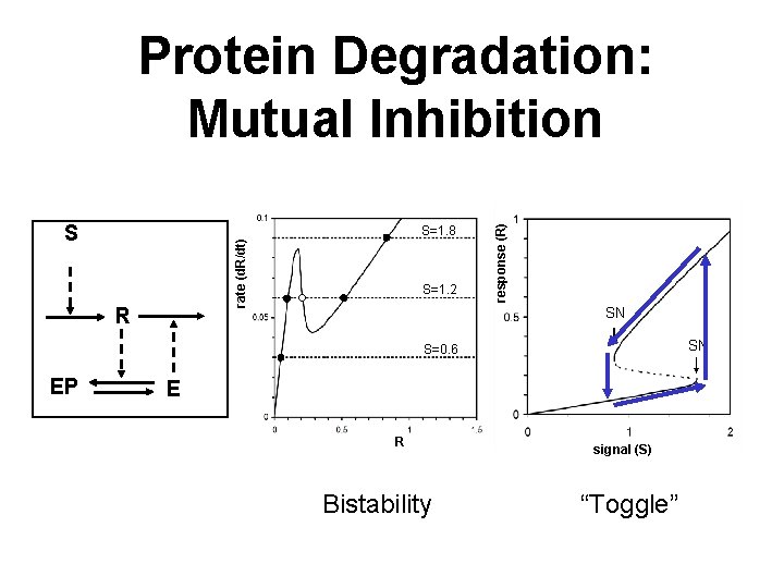 S rate (d. R/dt) S=1. 8 R S=1. 2 response (R) Protein Degradation: Mutual