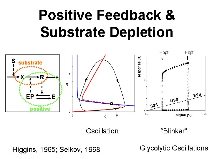 Positive Feedback & Substrate Depletion Hopf response (R) Hopf S substrate X R R