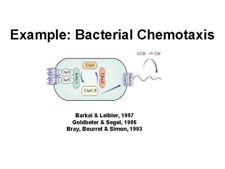 Example: Bacterial Chemotaxis Barkai & Leibler, 1997 Goldbeter & Segel, 1986 Bray, Bourret &