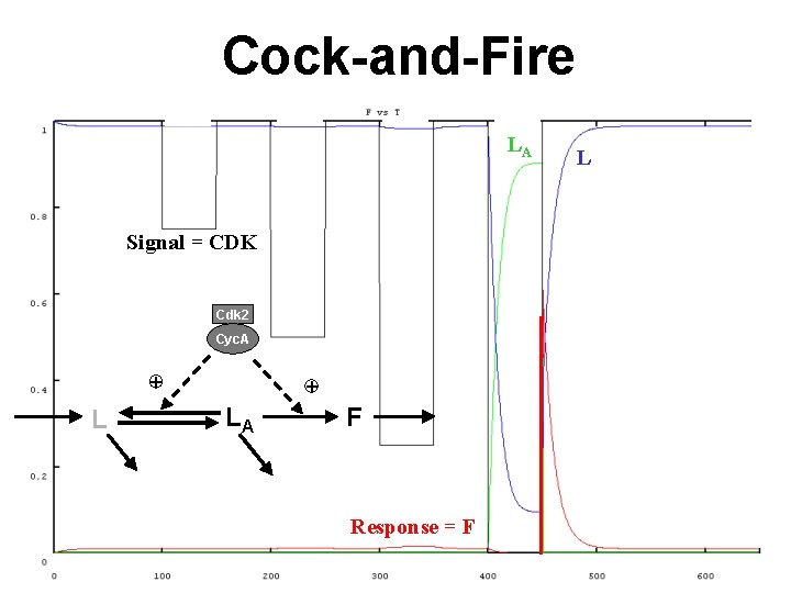 Cock-and-Fire LA Signal = CDK Cdk 2 Cyc. A + LA F Response =