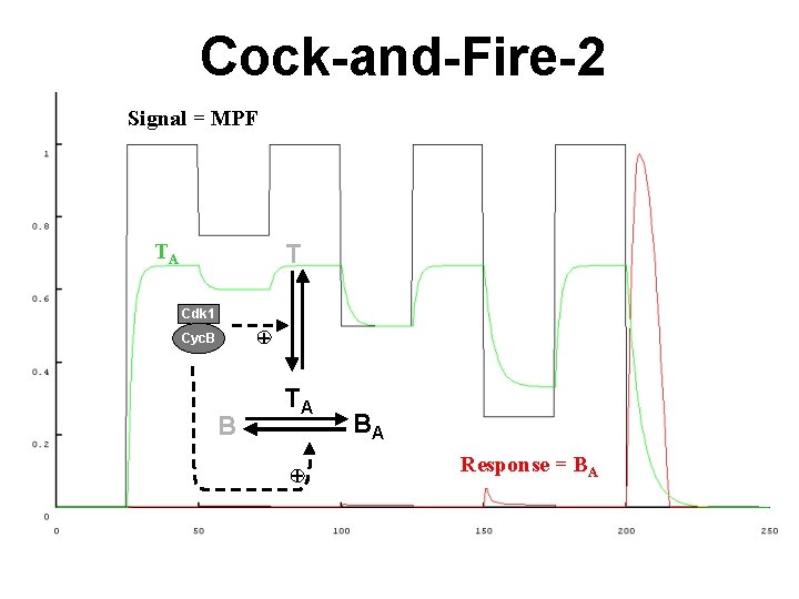 Cock-and-Fire-2 Signal = MPF TA T Cdk 1 + Cyc. B B TA +