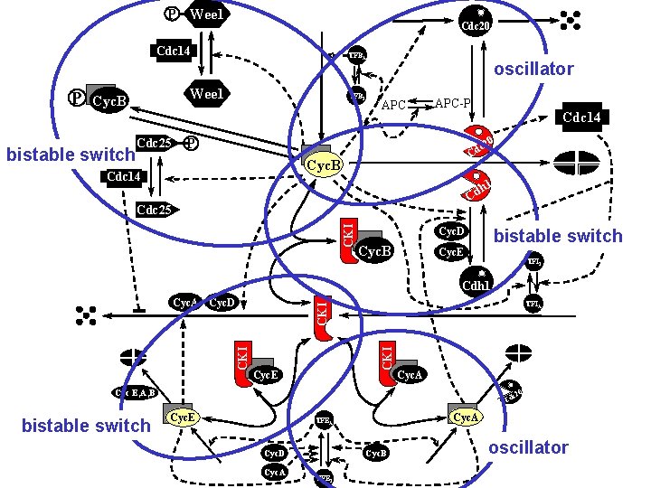 P Wee 1 Cdc 20 Cdc 14 P Wee 1 Cyc. B bistable switch