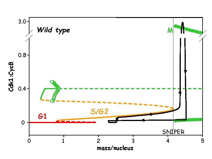 3. 0 Wild type M Cdk 1: Cyc. B 0. 8 0. 4 S/G