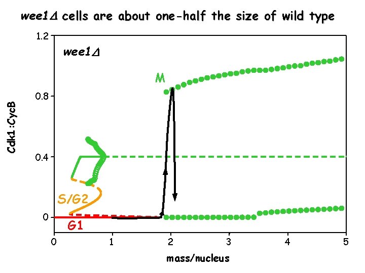 wee 1 cells are about one-half the size of wild type 1. 2 wee