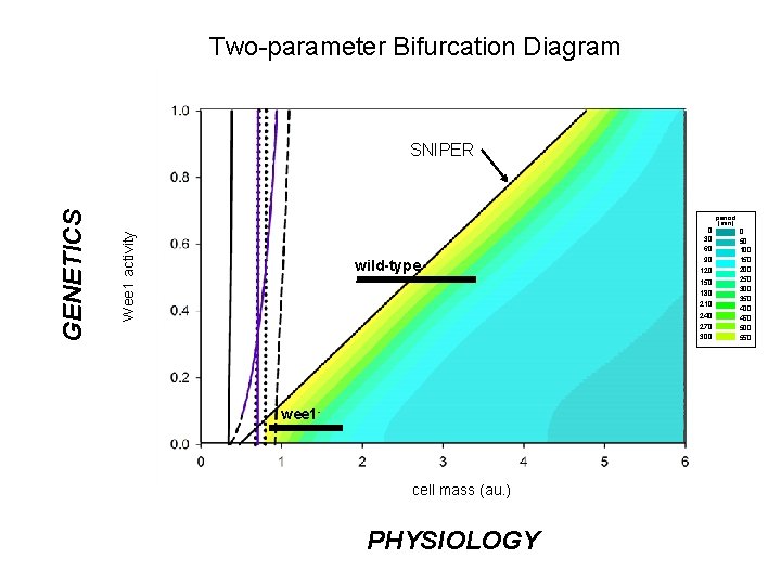 Two-parameter Bifurcation Diagram Wee 1 activity GENETICS SNIPER wild-type wee 1 - cell mass