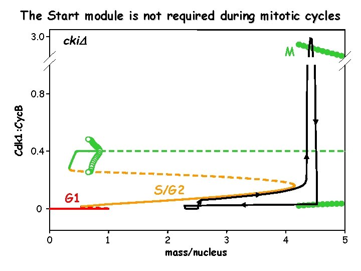The Start module is not required during mitotic cycles 3. 0 cki M Cdk