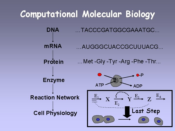 Computational Molecular Biology DNA …TACCCGATGGCGAAATGC. . . m. RNA …AUGGGCUACCGCUUUACG. . . Protein …Met