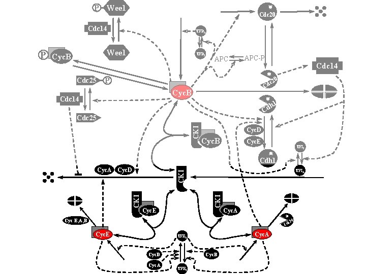 P Wee 1 Cdc 20 Cdc 14 Wee 1 Cyc. B Cdc 25 TFBI
