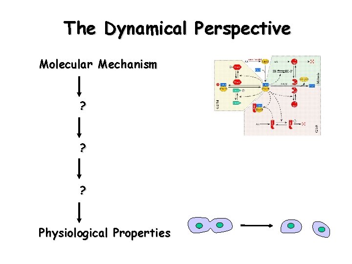 The Dynamical Perspective Molecular Mechanism ? ? ? Physiological Properties 