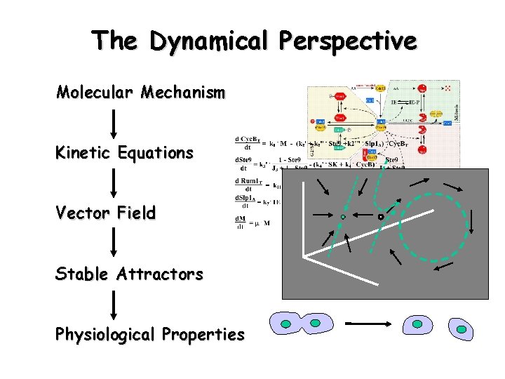 The Dynamical Perspective Molecular Mechanism Kinetic Equations Vector Field Stable Attractors Physiological Properties 