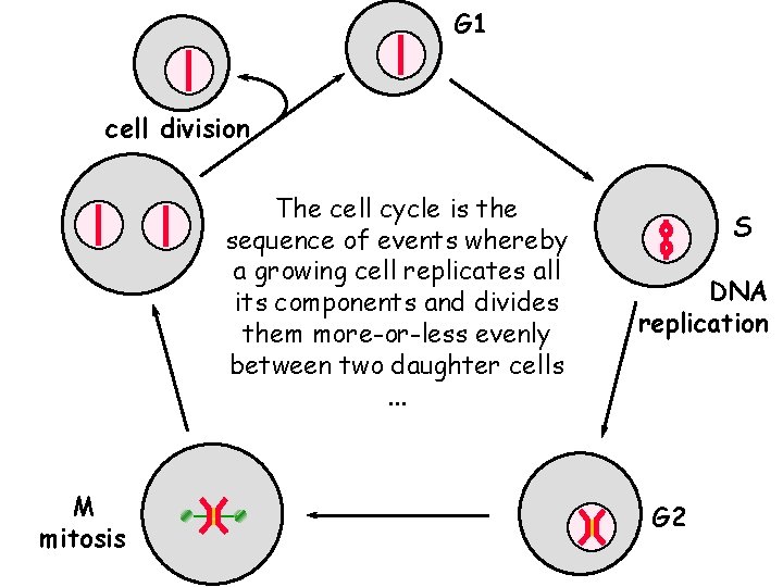 G 1 cell division The cell cycle is the sequence of events whereby a