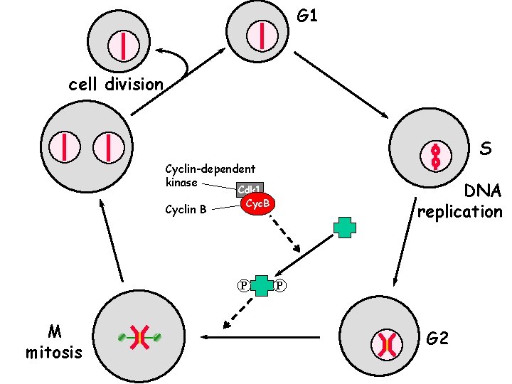 G 1 cell division S Cyclin-dependent kinase Cyclin B P M mitosis DNA replication