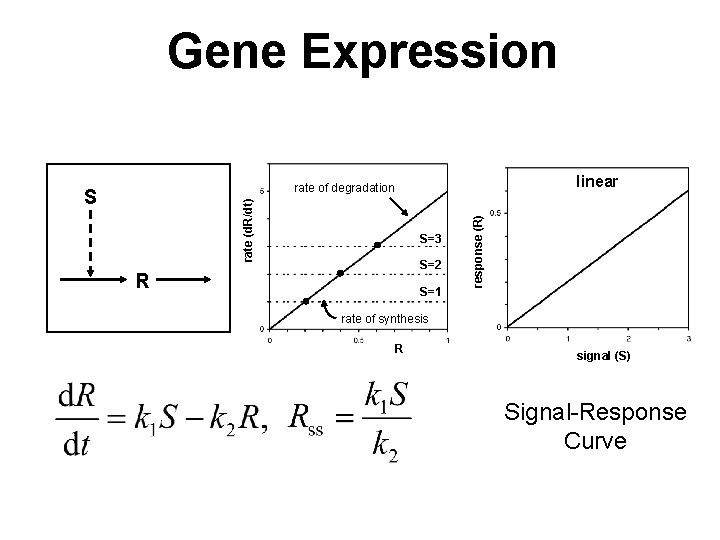 Gene Expression linear rate (d. R/dt) S S=3 S=2 R S=1 response (R) rate