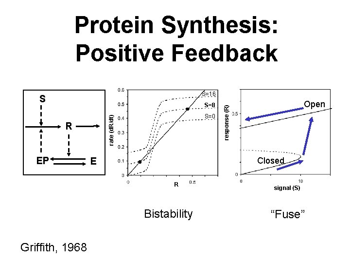 Protein Synthesis: Positive Feedback S=16 S=8 rate (d. R/dt) R EP S=0 Closed E