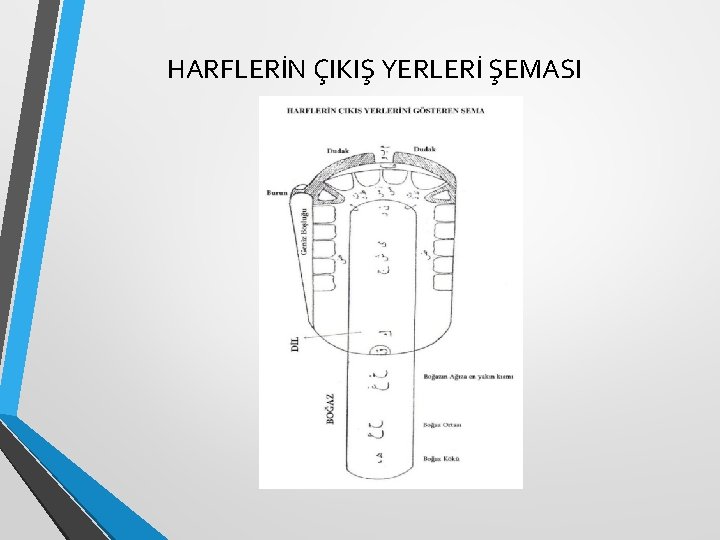 HARFLERİN ÇIKIŞ YERLERİ ŞEMASI HARFLERİN ÇIKIŞ YERLERİ ŞEMASI