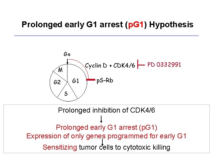 Prolonged early G 1 arrest (p. G 1) Hypothesis Go Cyclin D + CDK