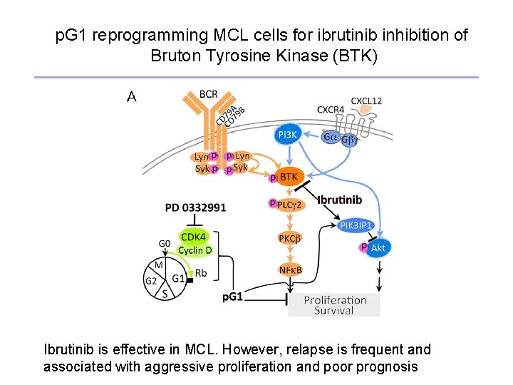 p. G 1 reprogramming MCL cells for ibrutinib inhibition of Bruton Tyrosine Kinase (BTK)