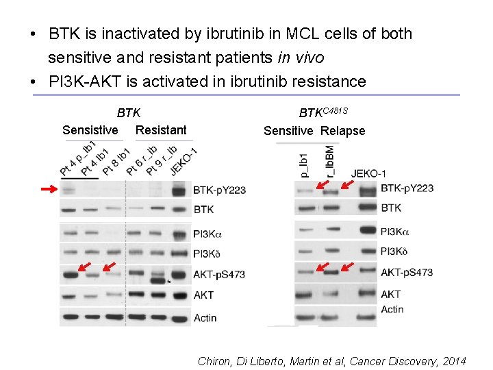  • BTK is inactivated by ibrutinib in MCL cells of both sensitive and