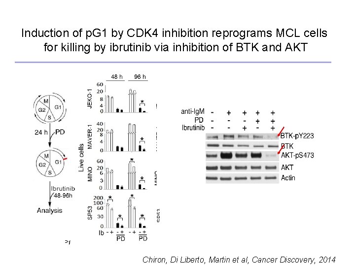Induction of p. G 1 by CDK 4 inhibition reprograms MCL cells for killing