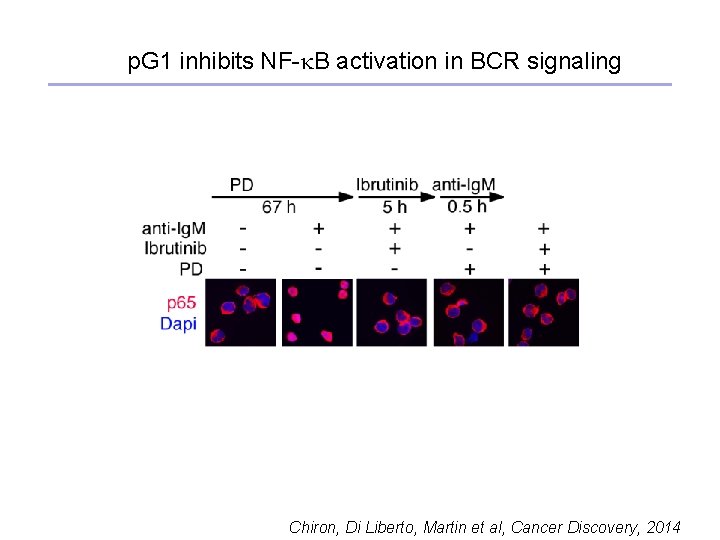 p. G 1 inhibits NF-k. B activation in BCR signaling Chiron, Di Liberto, Martin