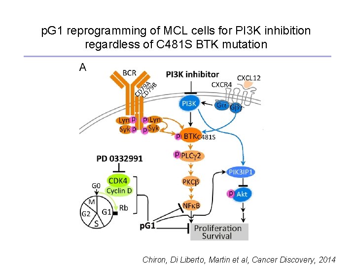 p. G 1 reprogramming of MCL cells for PI 3 K inhibition regardless of