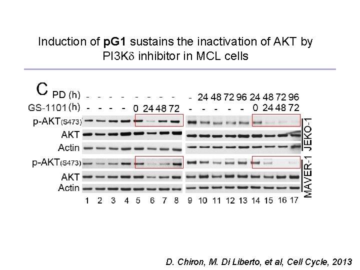 Induction of p. G 1 sustains the inactivation of AKT by PI 3 Kd