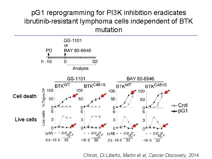p. G 1 reprogramming for PI 3 K inhibition eradicates ibrutinib-resistant lymphoma cells independent