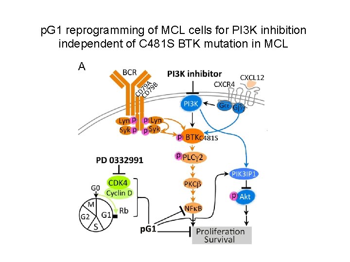 p. G 1 reprogramming of MCL cells for PI 3 K inhibition independent of