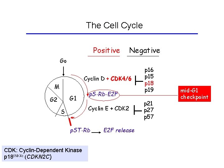 The Cell Cycle Positive Negative Go Cyclin D + CDK 4/6 M G 1