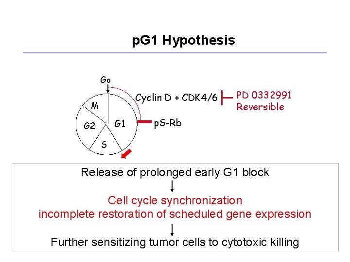 p. G 1 Hypothesis Go Cyclin D + CDK 4/6 M G 1 G